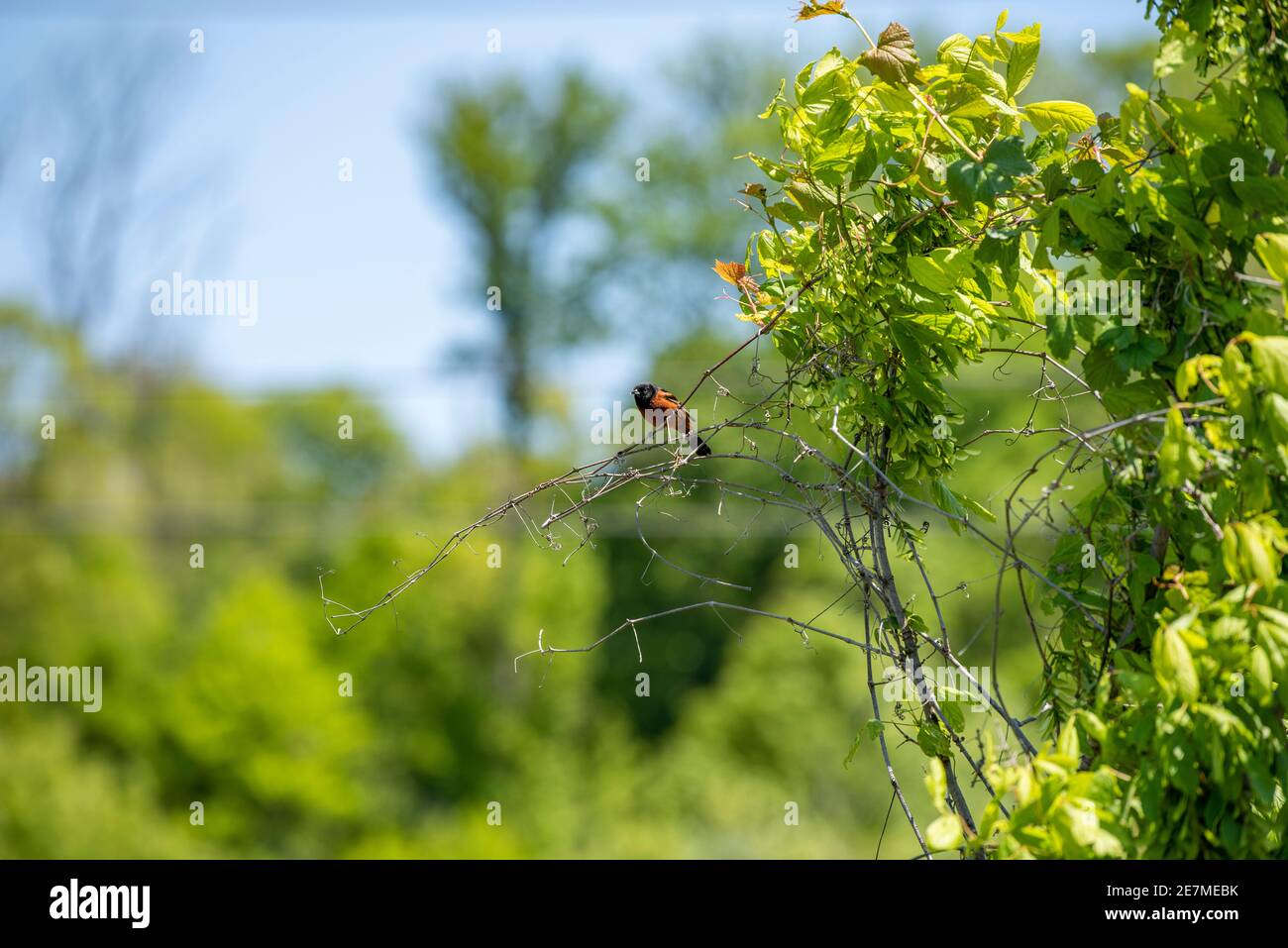 Ein männlicher Obstgarten Oriole sitzt in einem Busch. Der Obstgarten Oriole (Icterus spurius) ist die kleinste Art von Ikteriden. Das Erwachsene Männchen des Nominatsubsp Stockfoto