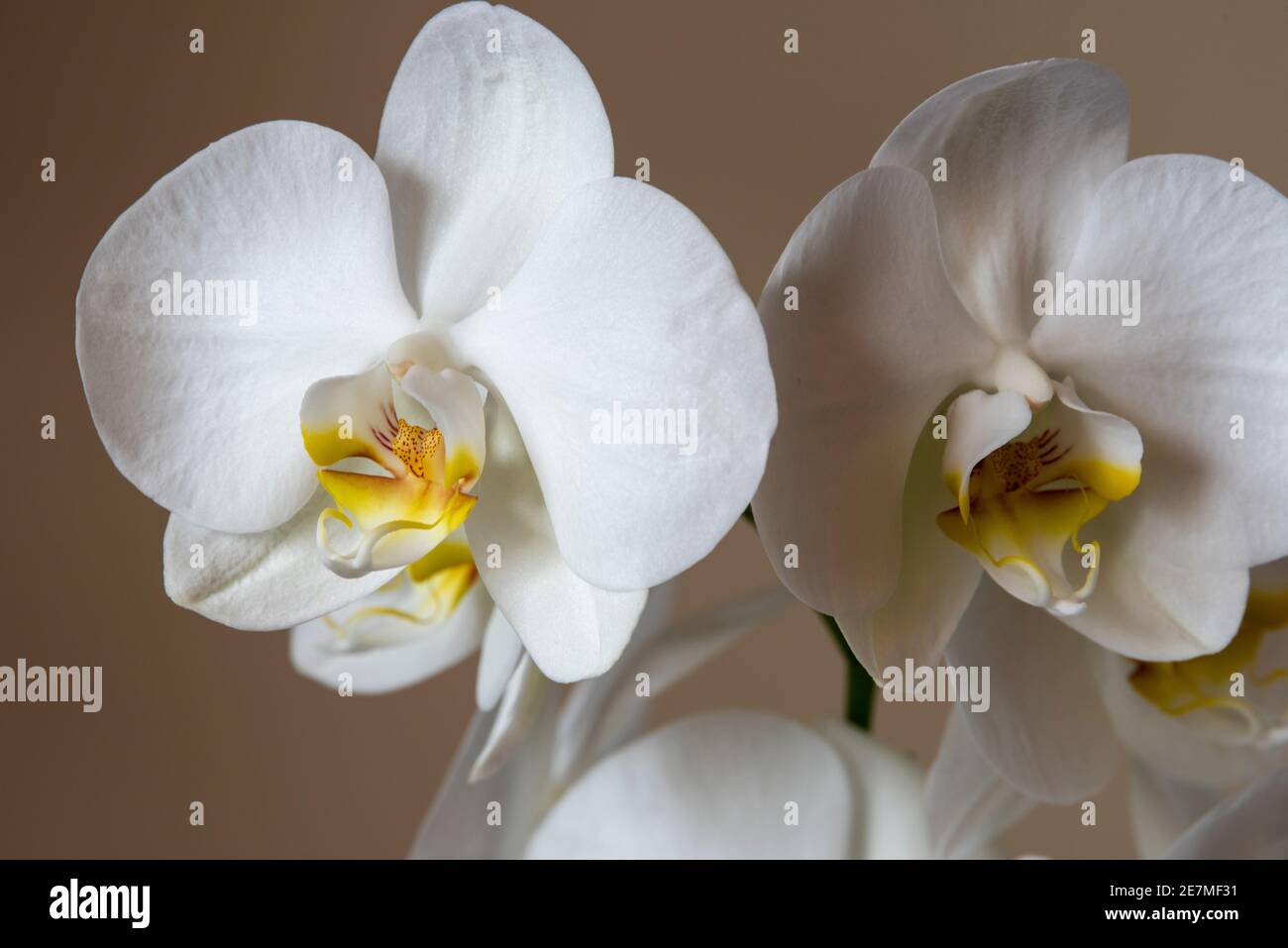 Ein Stillleben Foto einer weißen Orchidee. Oft genannt die Anfänger-Orchidee oder "andere Orchidee", die beliebte tierfreundliche Phalaenopsis Orchidee ist eine der ‘m Stockfoto