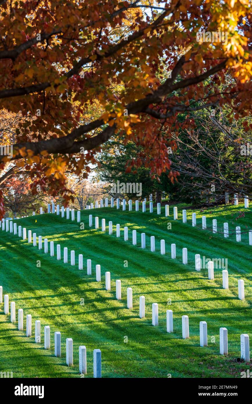 Rote, orangefarbene und goldene Ahornbäume verleihen den Reihen der Grabmaler auf dem Arlington National Cemetery in Arlington, Virginia, die höchste Herbstfarbe. Stockfoto