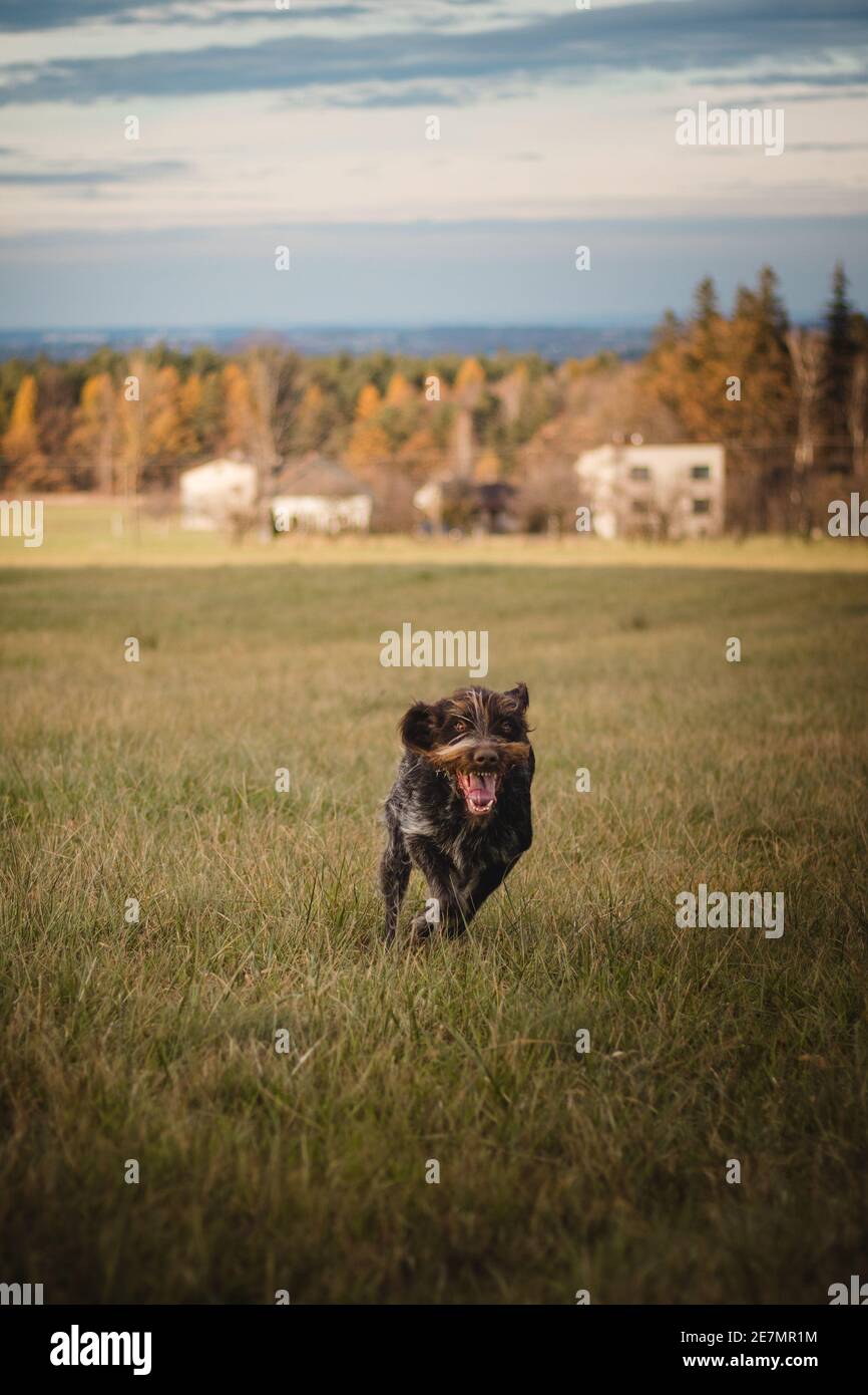 Tschechischer Schnurrbart im Sprint gefangen. Porträt eines grob beschichteten Bohemian Pointer in Lauf und in antiken weißen Tönen. Ein aufgeregt Ausdruck voller Stockfoto