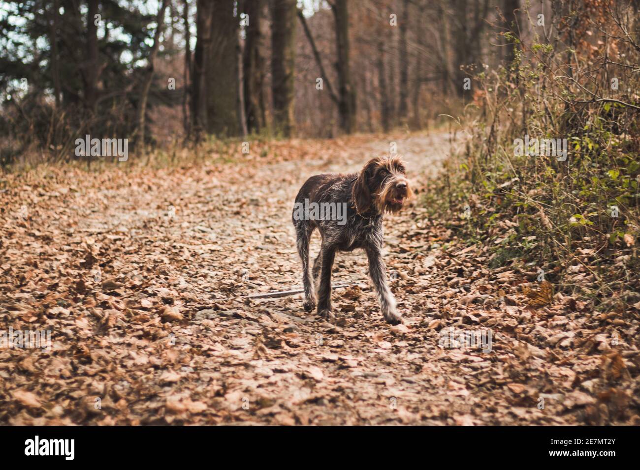 Enthusiastisch rauh beschichtete Bohemian Pointer spielt auf einer Straße voller Blätter. Genießen Sie die frische Luft. Tschechischer Hund ist ein sportlich gebauter Hund mit einem Stockfoto