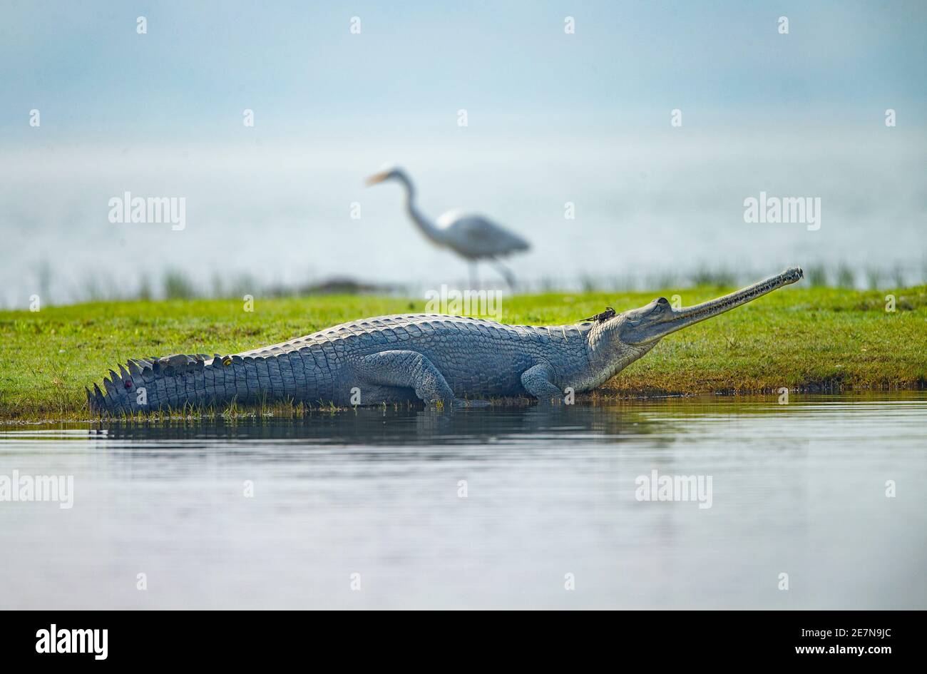 Gharial (Gavialis gangeticus), auch bekannt als fischfressendes Krokodil mit watenden Vögeln im Hintergrund. Stockfoto