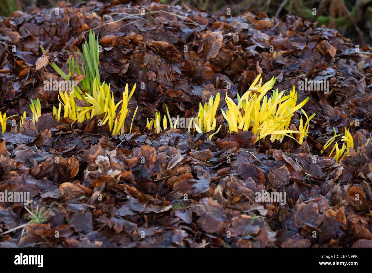 Chlorose (Vergilbung) von Narzissen, die mit tiefem Blattstreu bedeckt wurden, während sie wachsen und ihnen das Sonnenlicht entziehen - Schottland, Großbritannien Stockfoto
