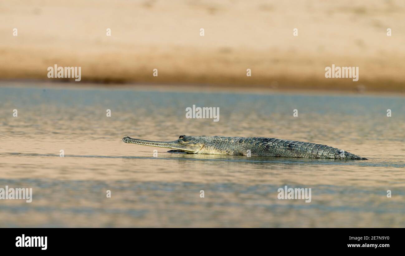 Gharial (Gavialis gangeticus), auch als fischfressendes Krokodil bekannt Stockfoto