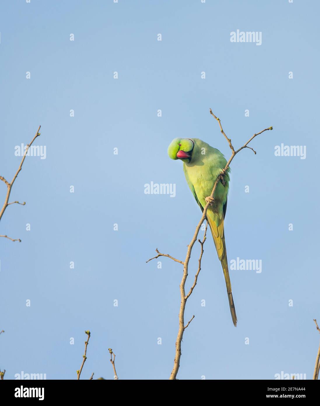 Rosenbergsittich (Psittacula krameri) auf einem Ast thront Stockfoto