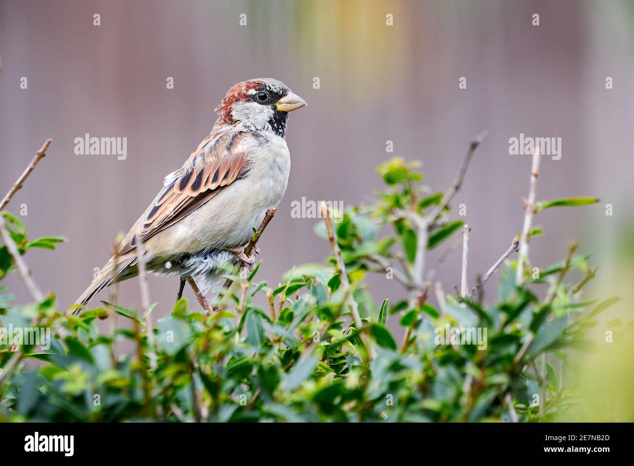 Haussperling Männchen (Passer domesticus) Stockfoto