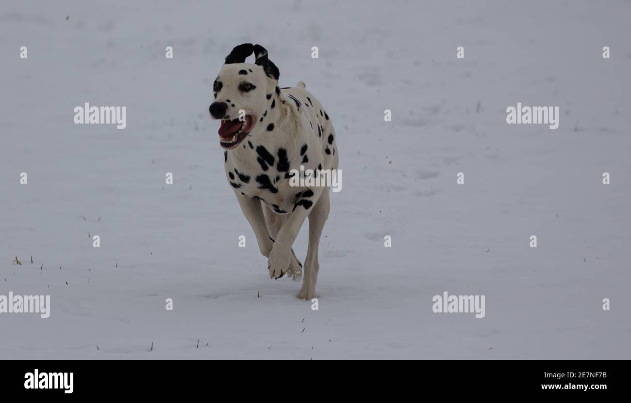Dalmatiner laufen auf einem verschneiten Feld Stockfoto