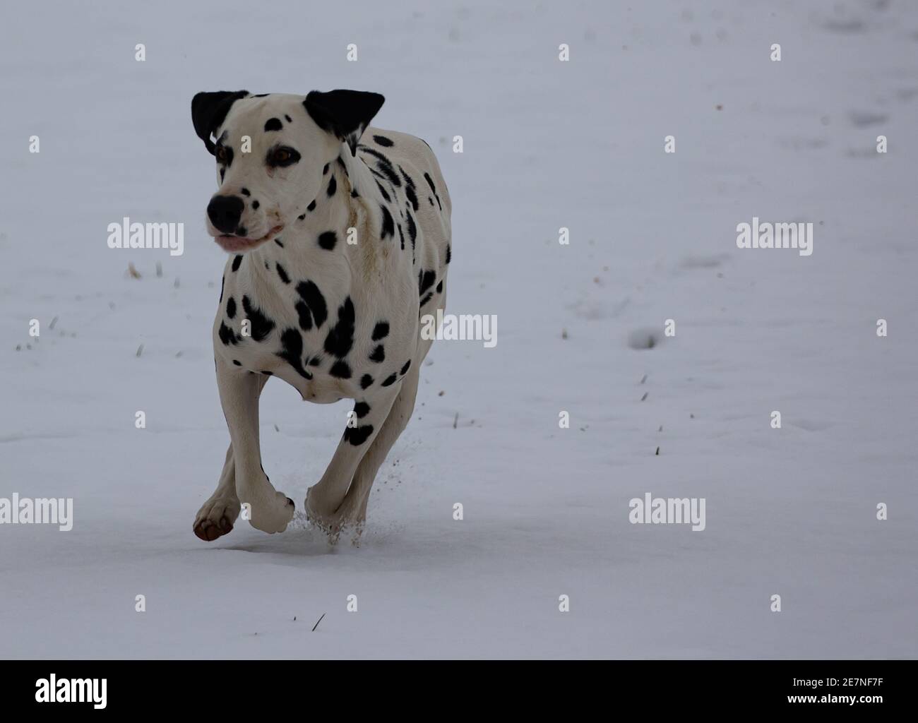 Dalmatiner laufen auf einem verschneiten Feld Stockfoto