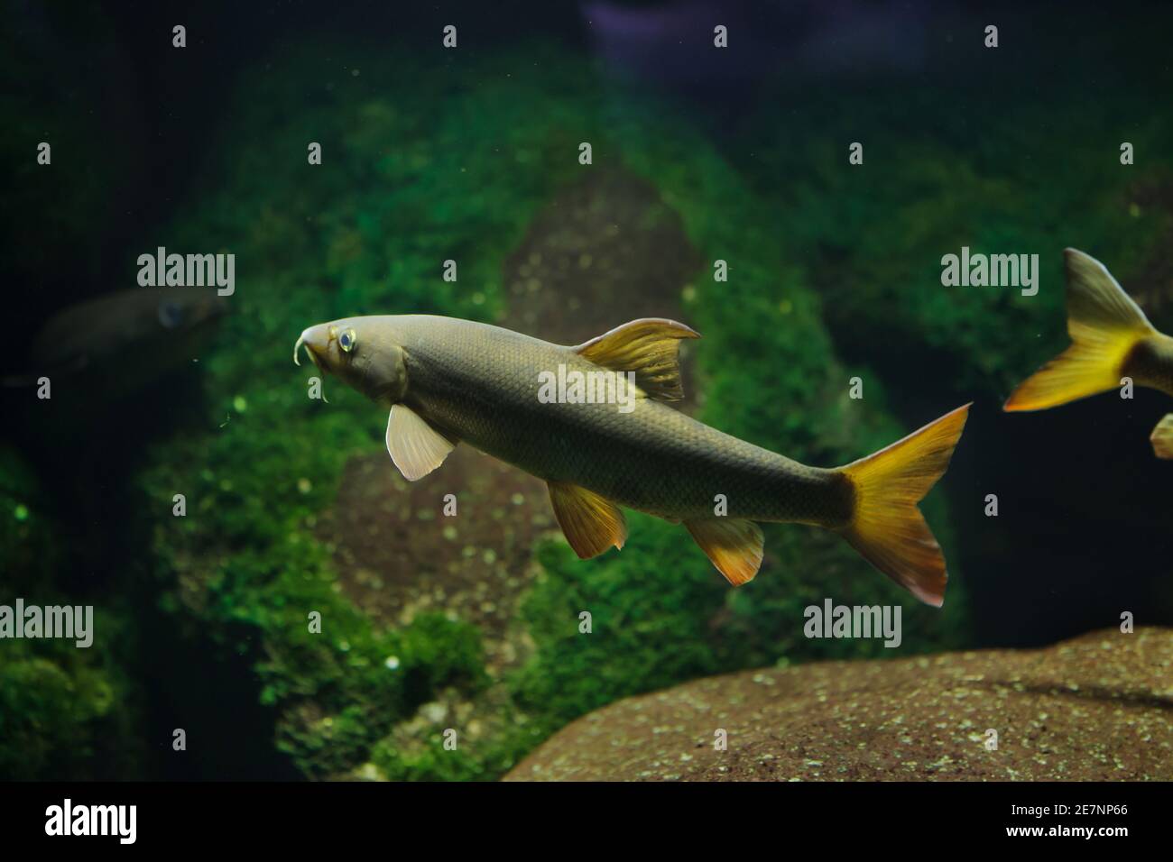 Barbell (Barbus Barbus). Süßwasserfische. Stockfoto