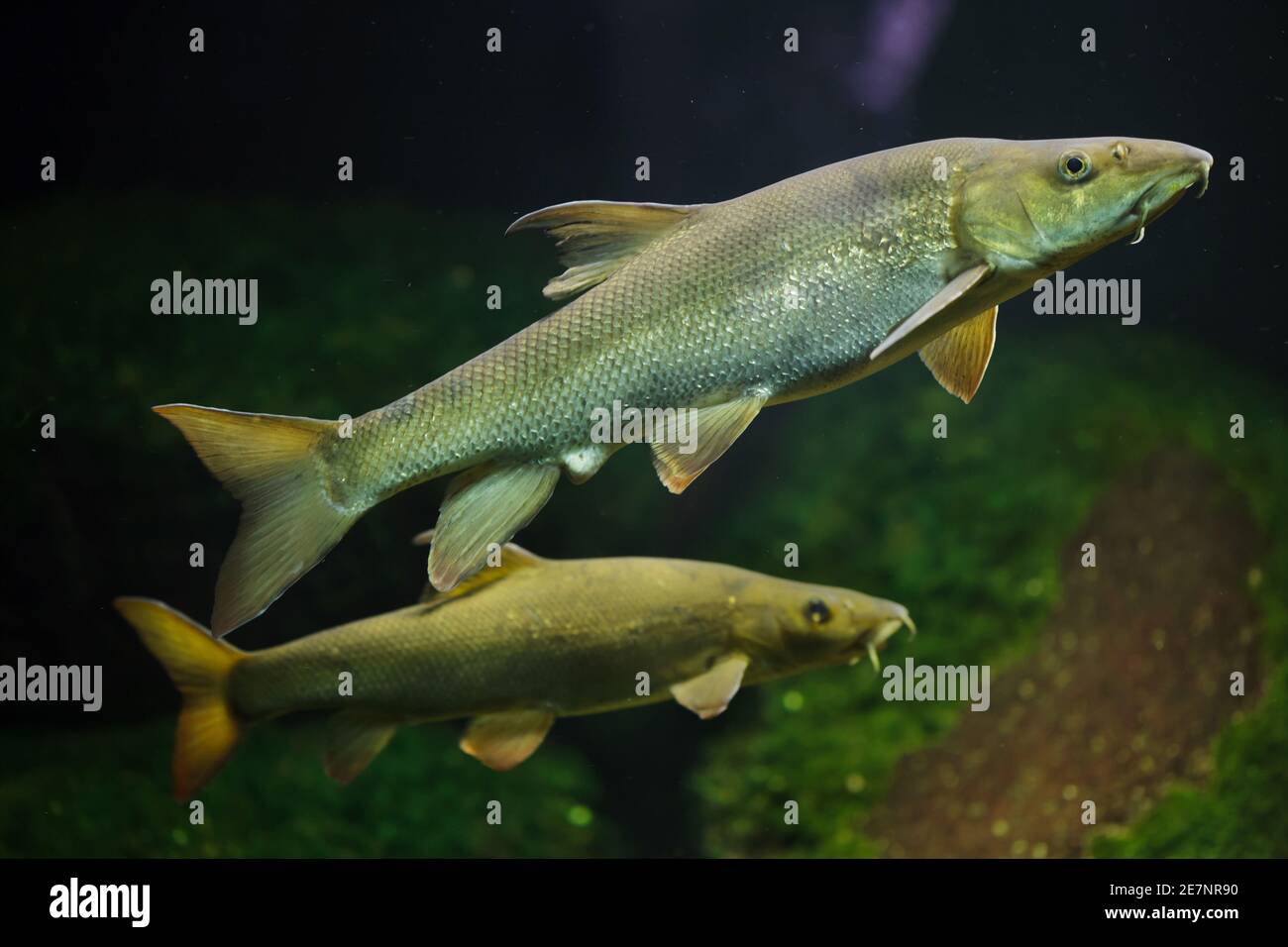Barbell (Barbus Barbus). Süßwasserfische. Stockfoto