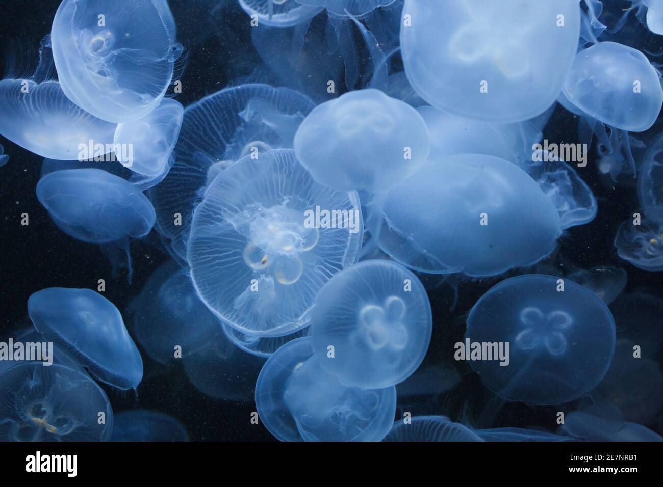 Pazifische Mondqualle (Aurelia labiata). Stockfoto