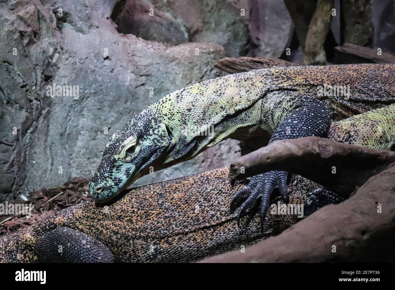 Gila Crustacean, oder gila Monster am Haus des Meeres, ein Aquarium in Wien, Australien. Stockfoto