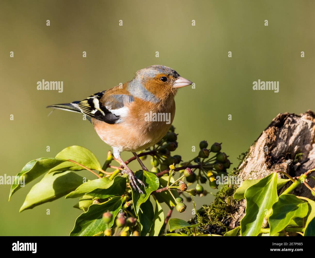 Männlicher Buchfink auf der Nahrungssuche an einem kalten Wintertag in der Mitte Wales Stockfoto