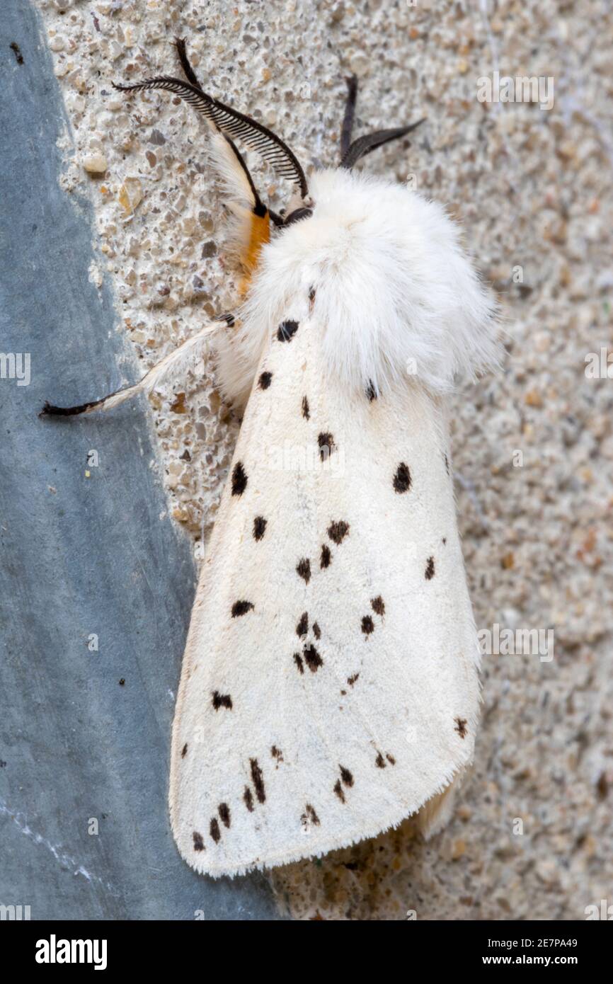 Nahaufnahme eines weißen Hermelin Motte (Spilosoma lubricipeda) Stockfoto