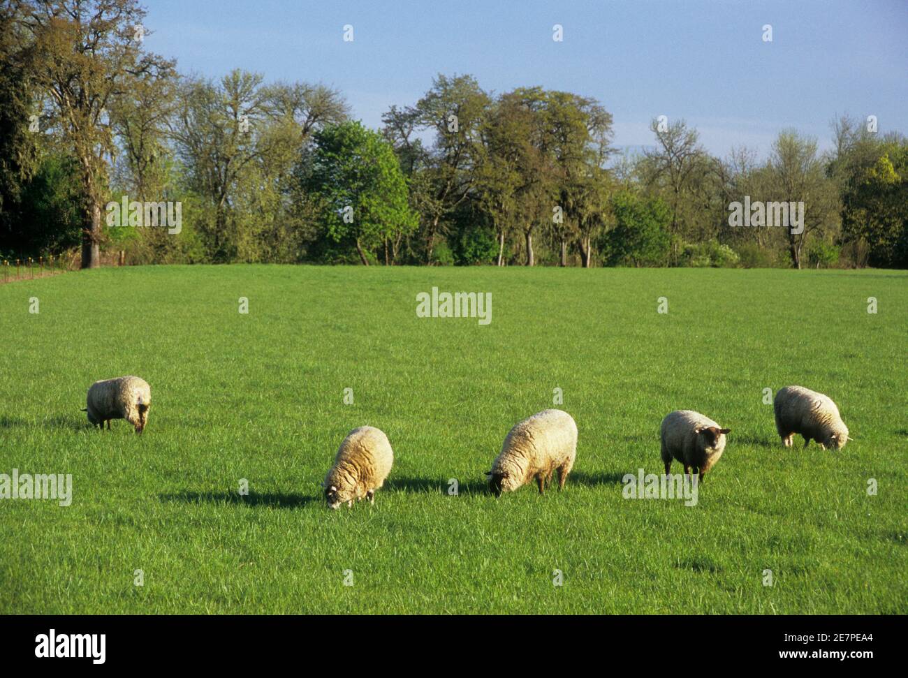 Sheep Pasture, Linn County, Oregon Stockfoto