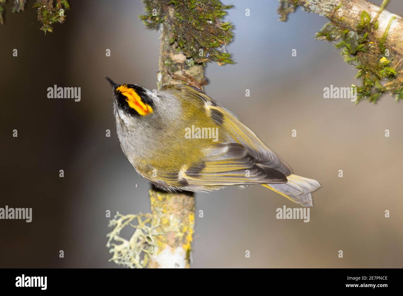 Golden gekrönte kinglet (Regulus satrapa), Willamette Mission State Park, Illinois Stockfoto