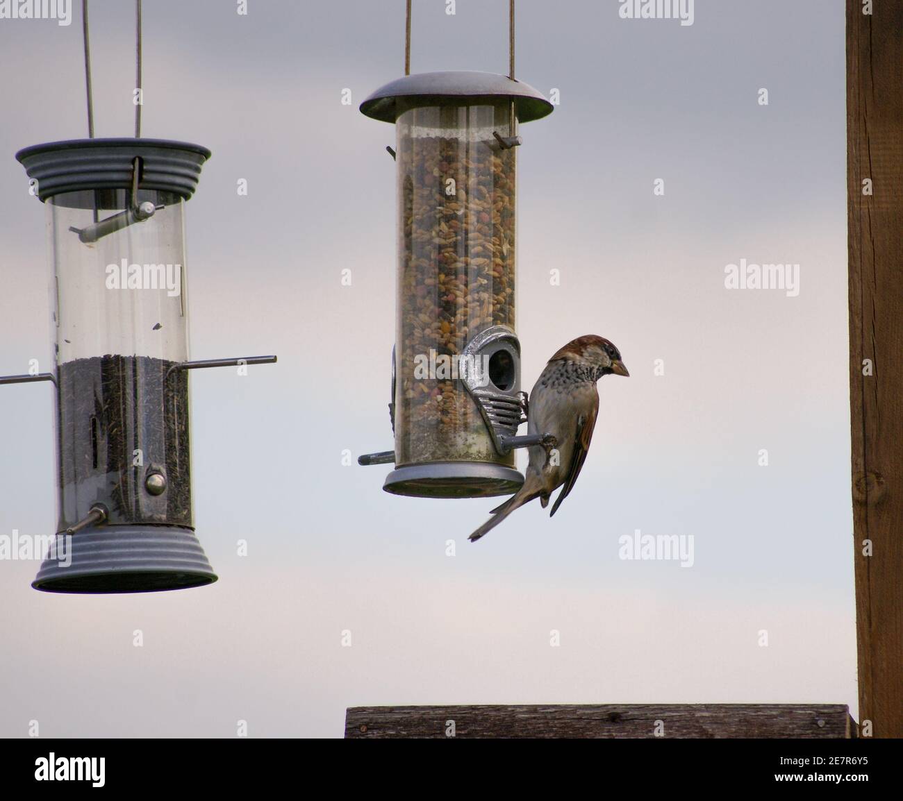 Sperling hält einen Blick aus, während auf einem Samen thront Zuführung Stockfoto