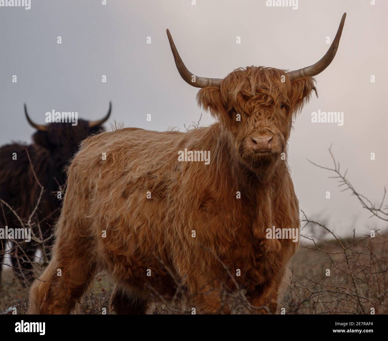 Eine hellrote schottische Hochlandkuh starrt in die Kamera Stockfoto