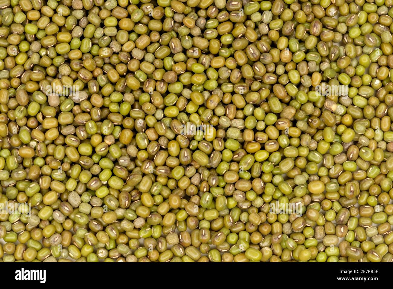 Nahaufnahme der Mungebohnen (Vigna radiata) Stockfoto