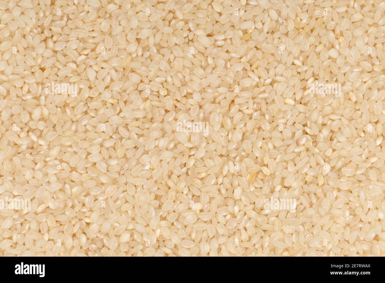 Nahaufnahme von Reis für Kurzkornreis-Pudding Stockfoto