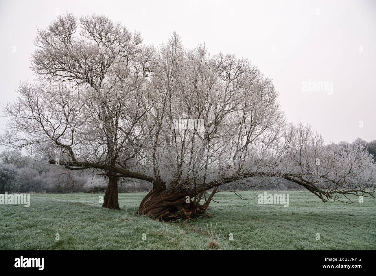 Blick hinunter eine gefrorene Grasbank auf zwei schöne Eiche Bäume mit Ästen bedeckt mit weißem Winterfrost Stockfoto