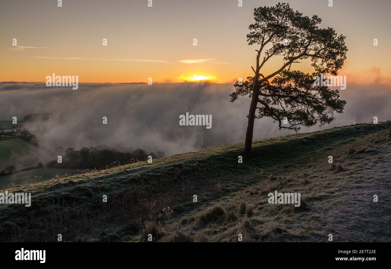 Blick auf die einone schotten Kiefer und Winter Morgensonne erscheinen über dem Nebel gefüllt Pewsey Vale von Martinsell Hill, Wiltshire, North Wessex Downs AONB Stockfoto