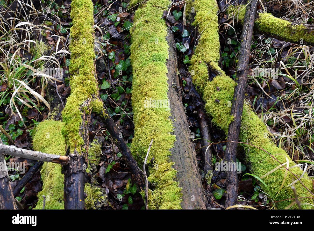 Baumstämme, die mit Moos bedeckt auf den Boden gefallen sind. Feuchtgebiet im Wald neben einem Fluss. Stockfoto