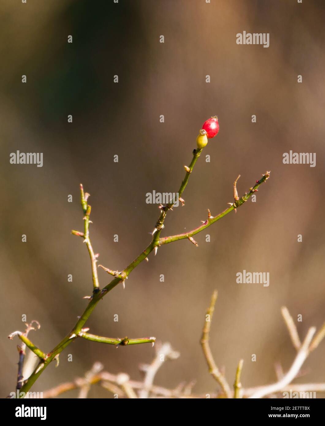 Einzelne rote Beere glühend leuchtend rot im Winter Nachmittag Sonnenschein Stockfoto