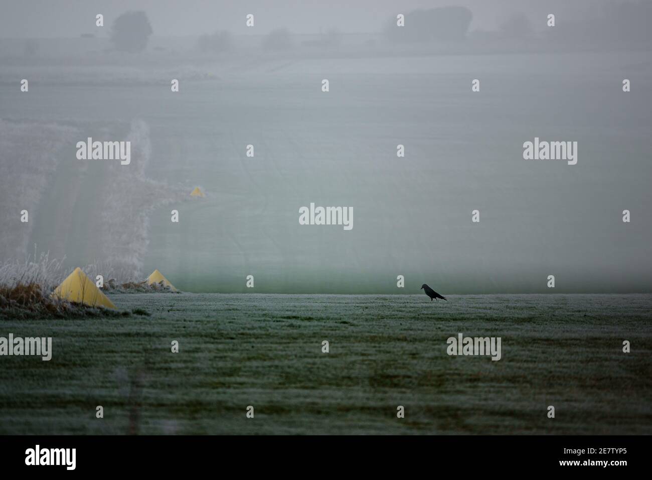 Eine Einzelkrähe jagt auf einem gefrorenen Gras nach Nahrung Landebahn mit Nebel als Hintergrund Stockfoto