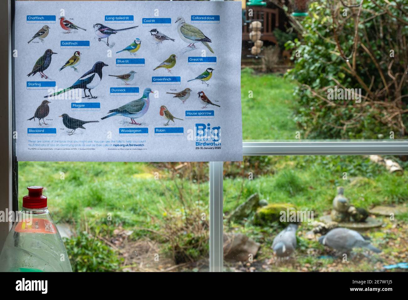 Teilnahme an der Big Garden Birdwatch mit einer RSPB-Vogel-ID (Identifikation) im Küchenfenster, Großbritannien, Januar 2021 Stockfoto
