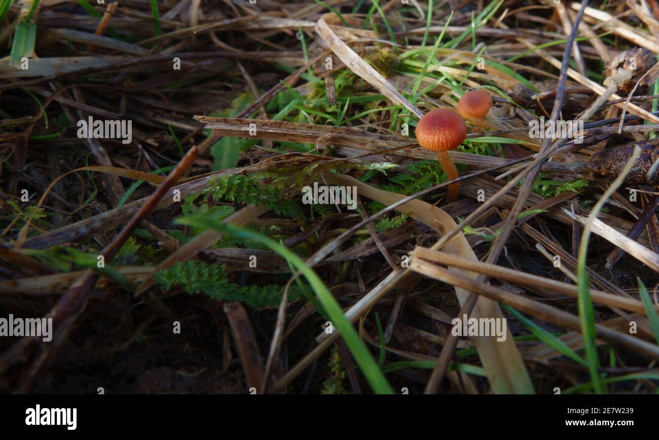 Rot braun glasiert ein Zoll Pilze zwischen dem Gras Stockfoto