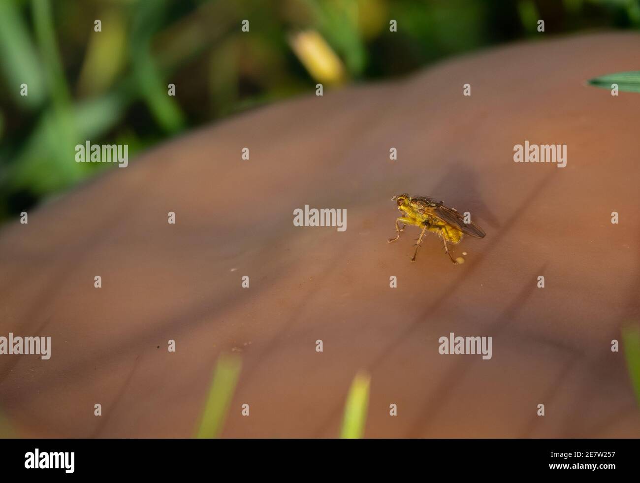 Nahaufnahme Makrogelbe Fliege auf einem großen braunen Feldpilz Stockfoto