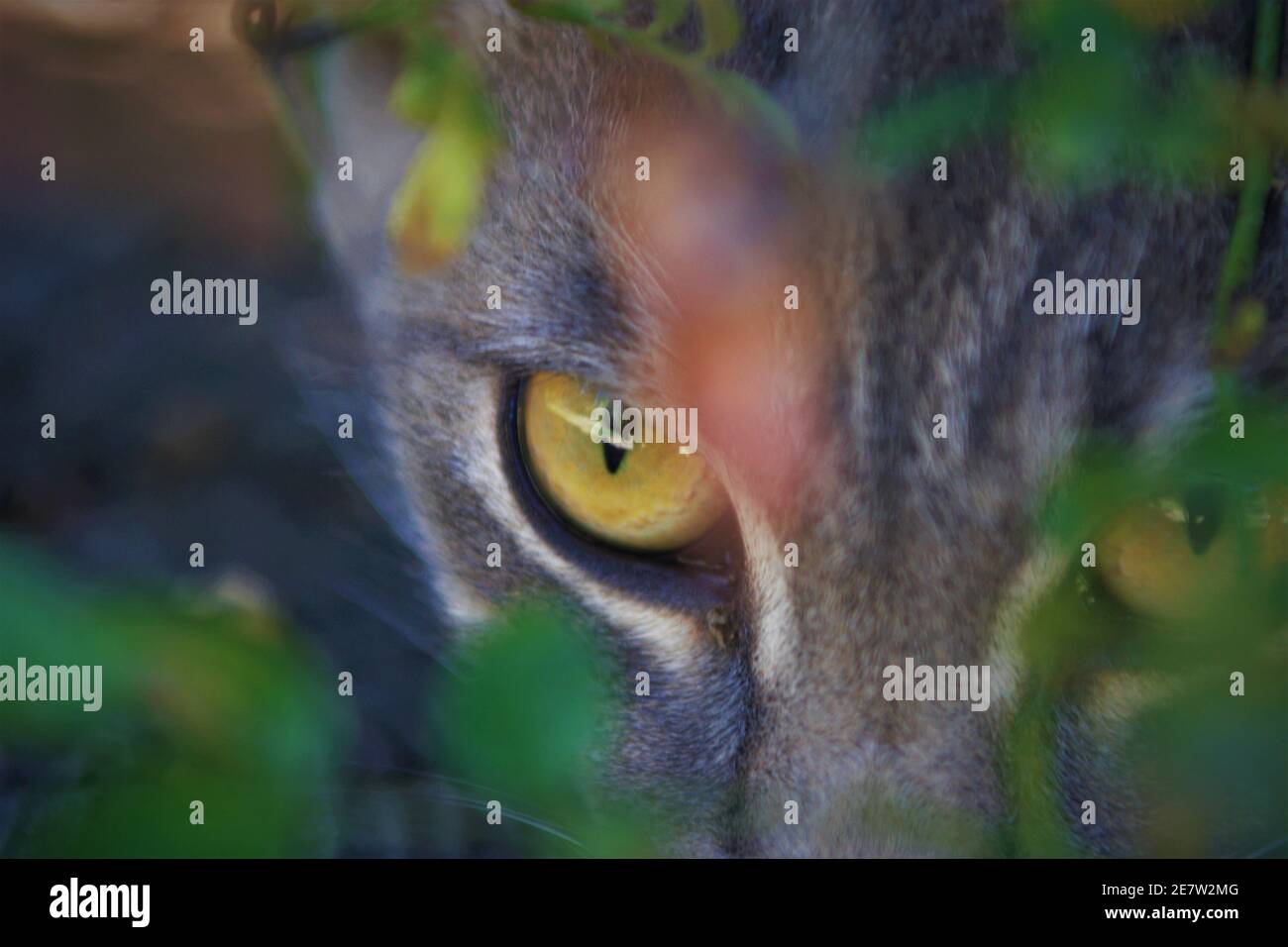 Der junge Tiger zog sich das Kätzchen mit durchsuchenden gelben Augen aus, was ein Streuner war und vom Feline Network des SLO County in CA gerettet wurde Stockfoto