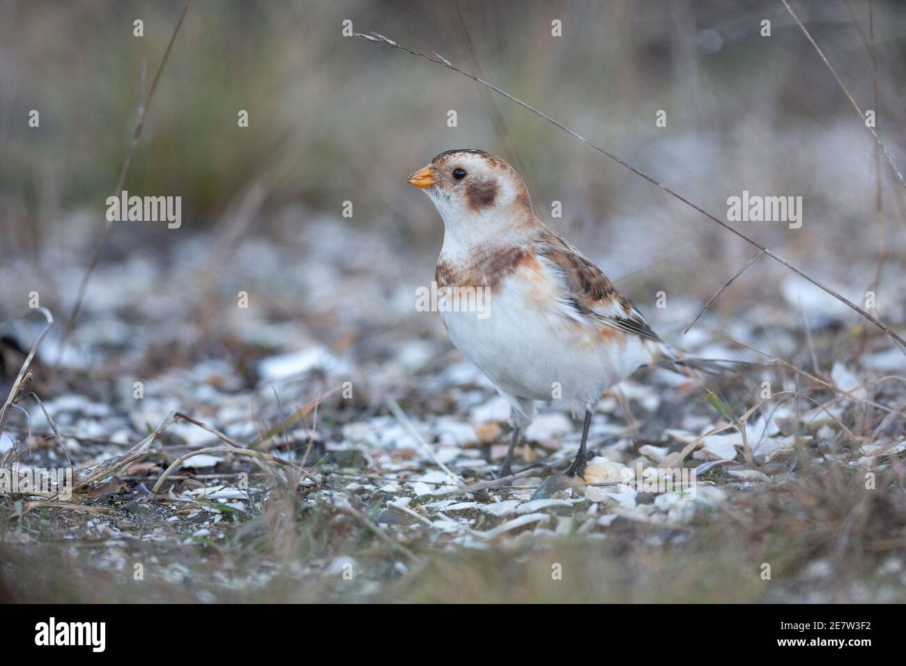 Schneehammer Vogel bei British Columbia Kanada; nordamerikanisch Stockfoto