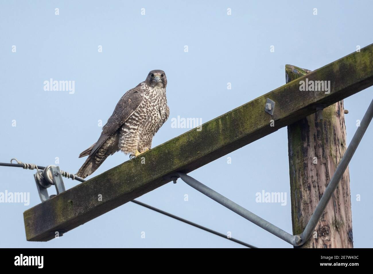 Ausgewachsener grauer Gyrfalkenvogel bei British Columbia Kanada; nordamerikanisch Stockfoto