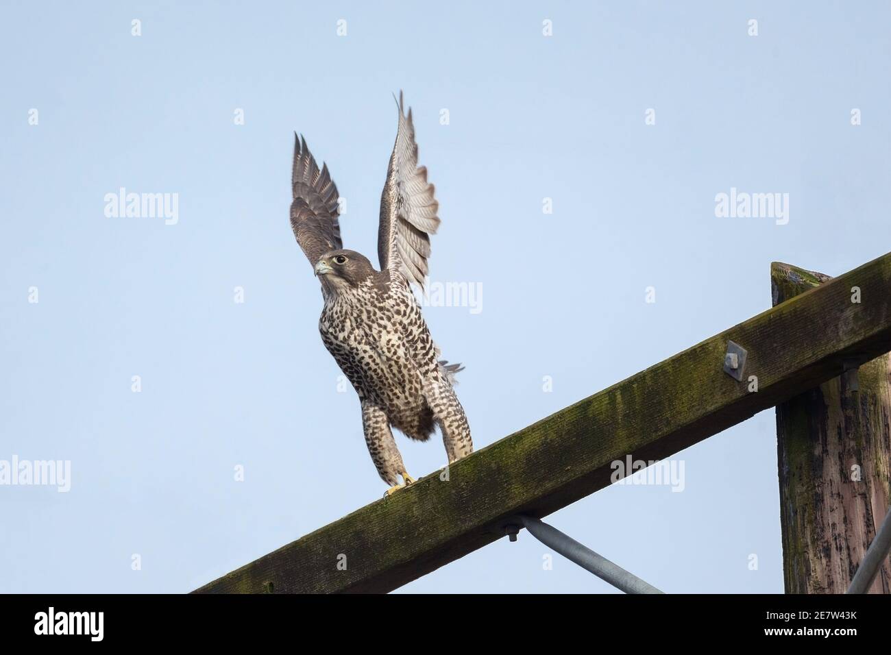 Ausgewachsener grauer Gyrfalkenvogel bei British Columbia Kanada; nordamerikanisch Stockfoto