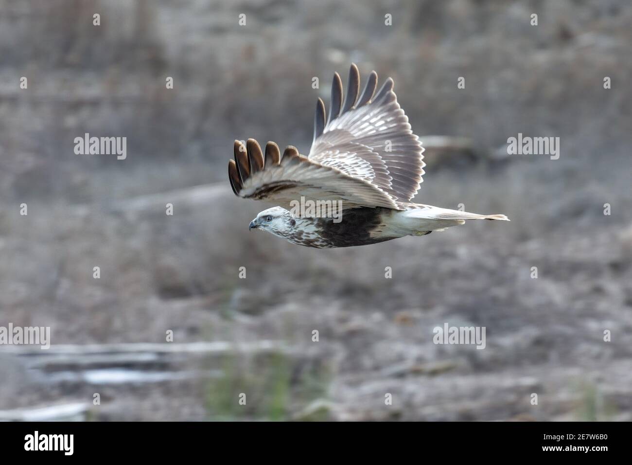 Fliegender Rough Legged Hawk in British Columbia, Kanada; Nordamerika Stockfoto