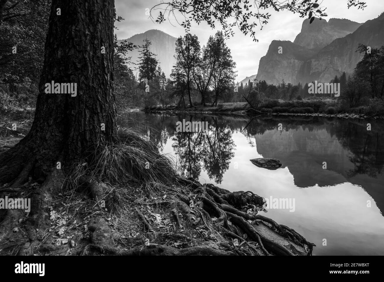 Bäume am Ufer des Merced River im Yosemite National Park Stockfoto