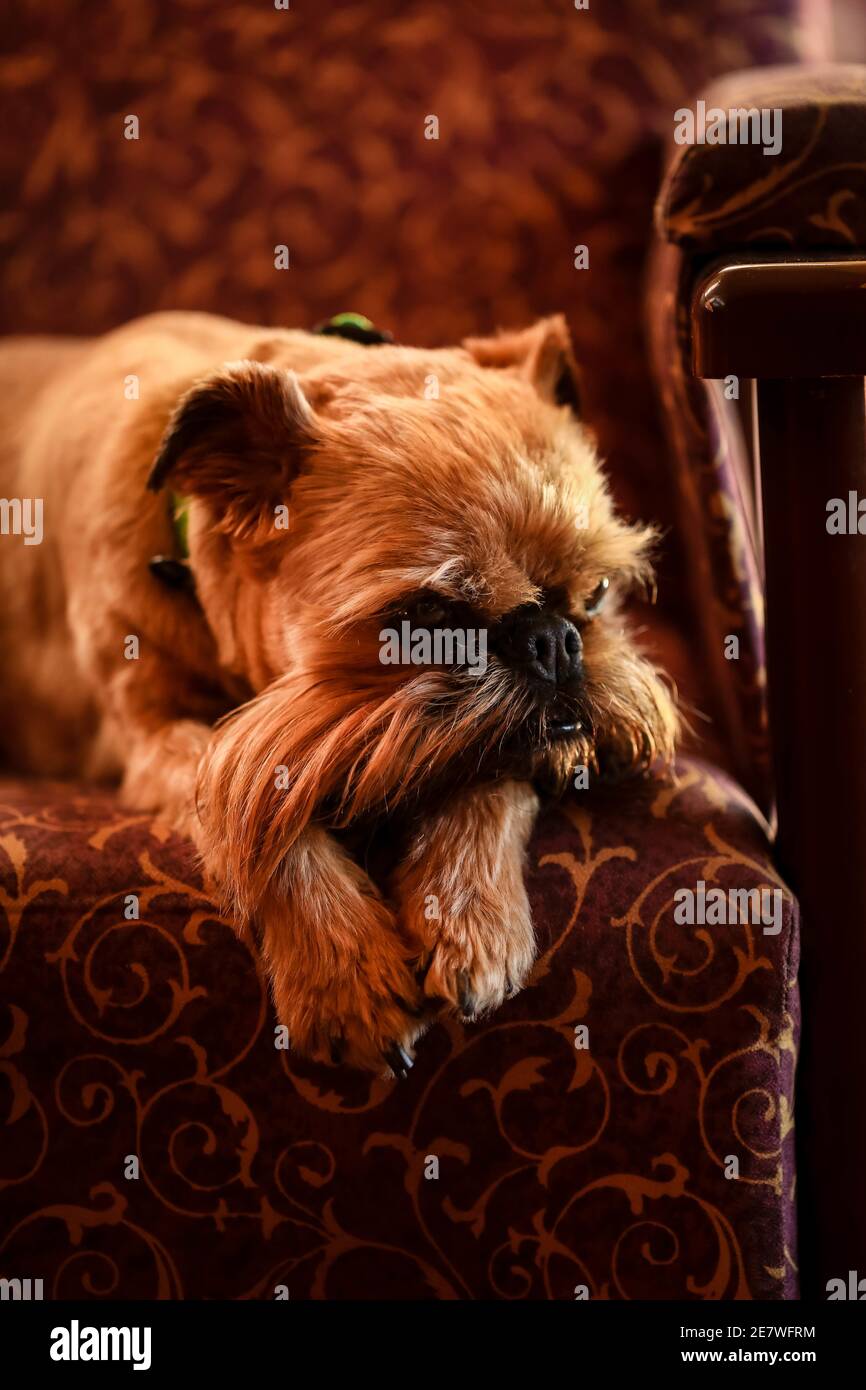 Vertikale Aufnahme eines schönen liegenden braunen Hundes auf einem Sofa Stockfoto