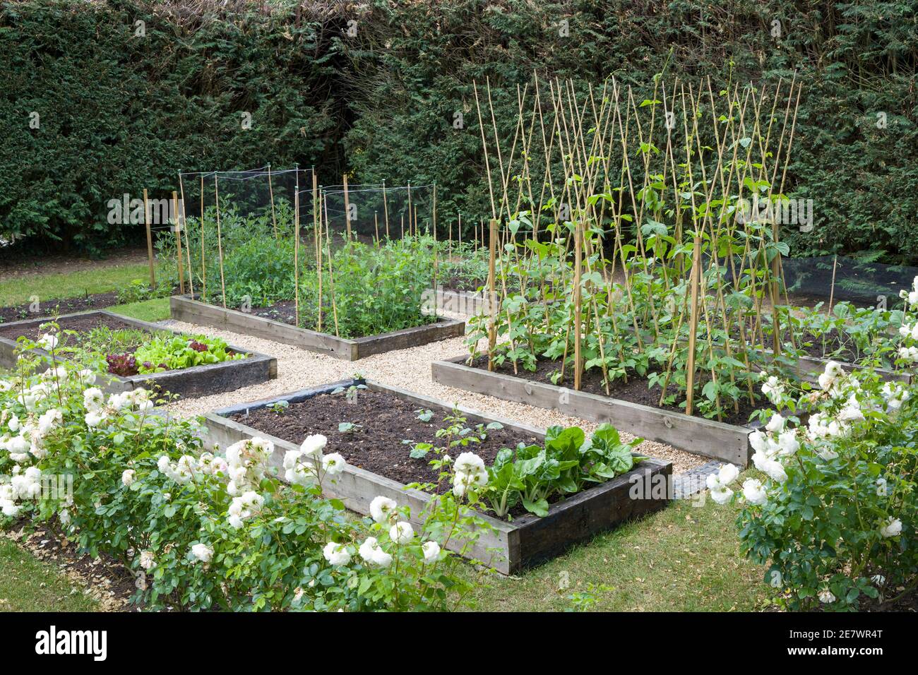 Selbst angebautes (selbst angebautes) Bio-Gemüse wächst in einem britischen Garten Im Frühling Stockfoto