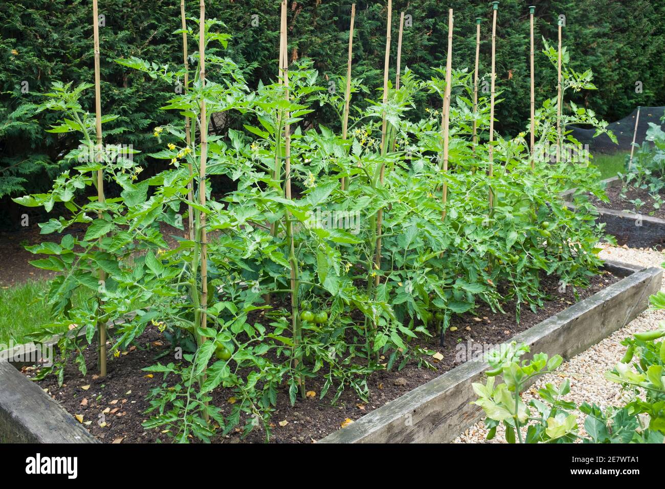 Tomatenpflanzen wachsen im Freien in einem Garten in England, Großbritannien Stockfoto