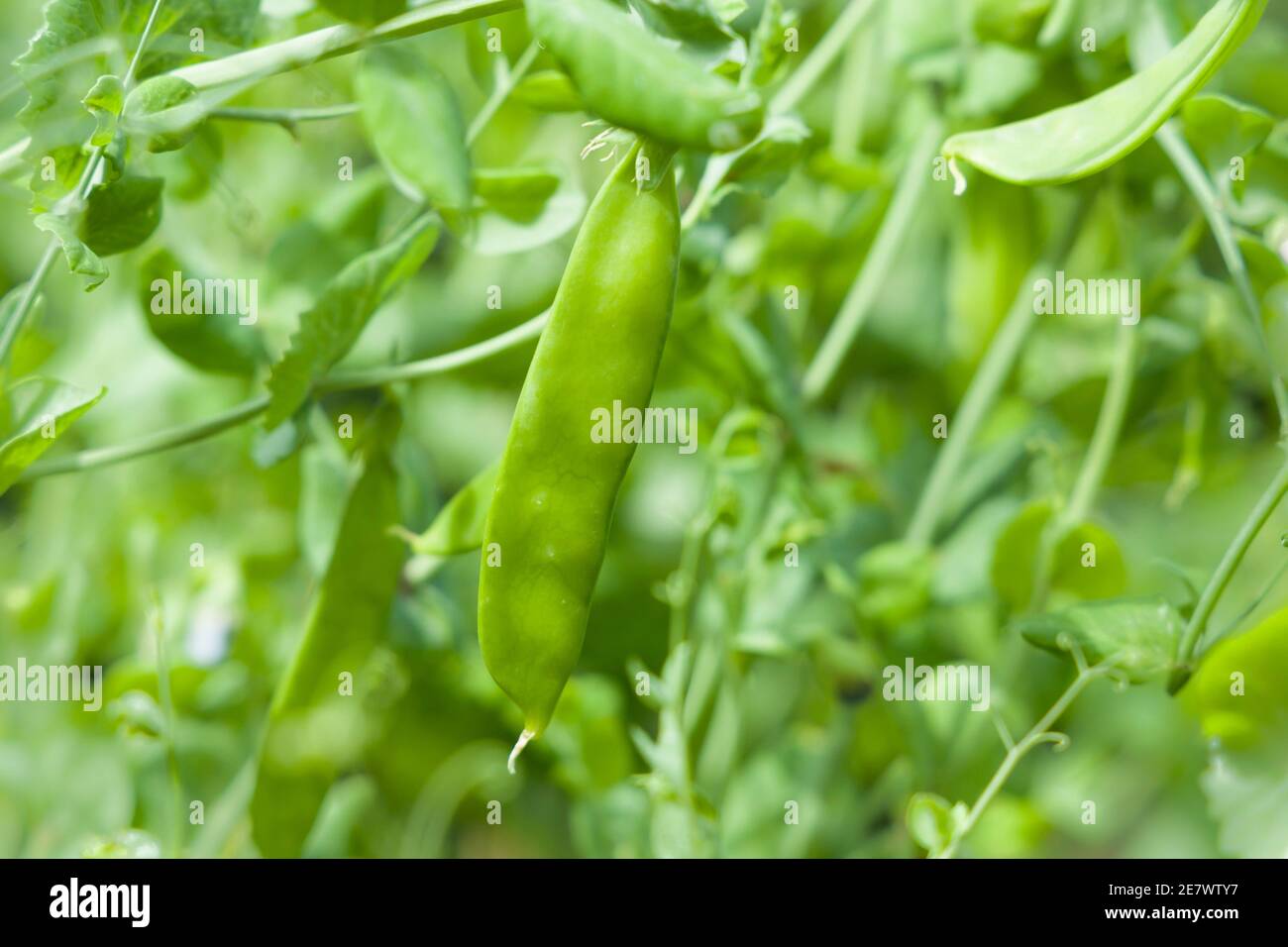 Mangout, chinesische Schneeerbsen, Erbse Carouby de Maussane oder Mähne Tout, die in einem Garten wachsen, Großbritannien Stockfoto