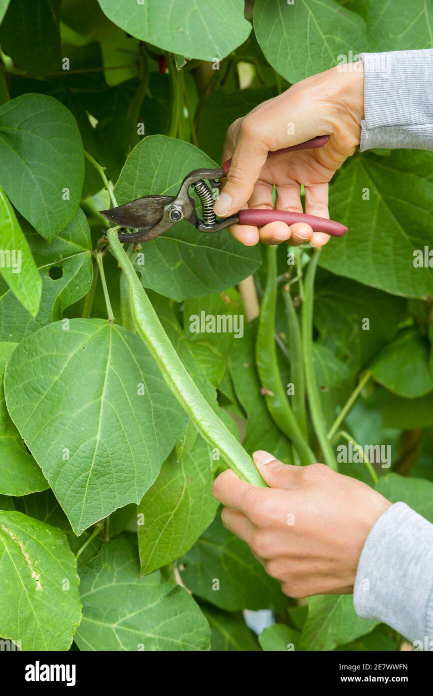 Person, die Läuferbohnen mit einer Schere aus einer Läuferbohne pflückt Pflanze wächst in einem britischen Garten Stockfoto