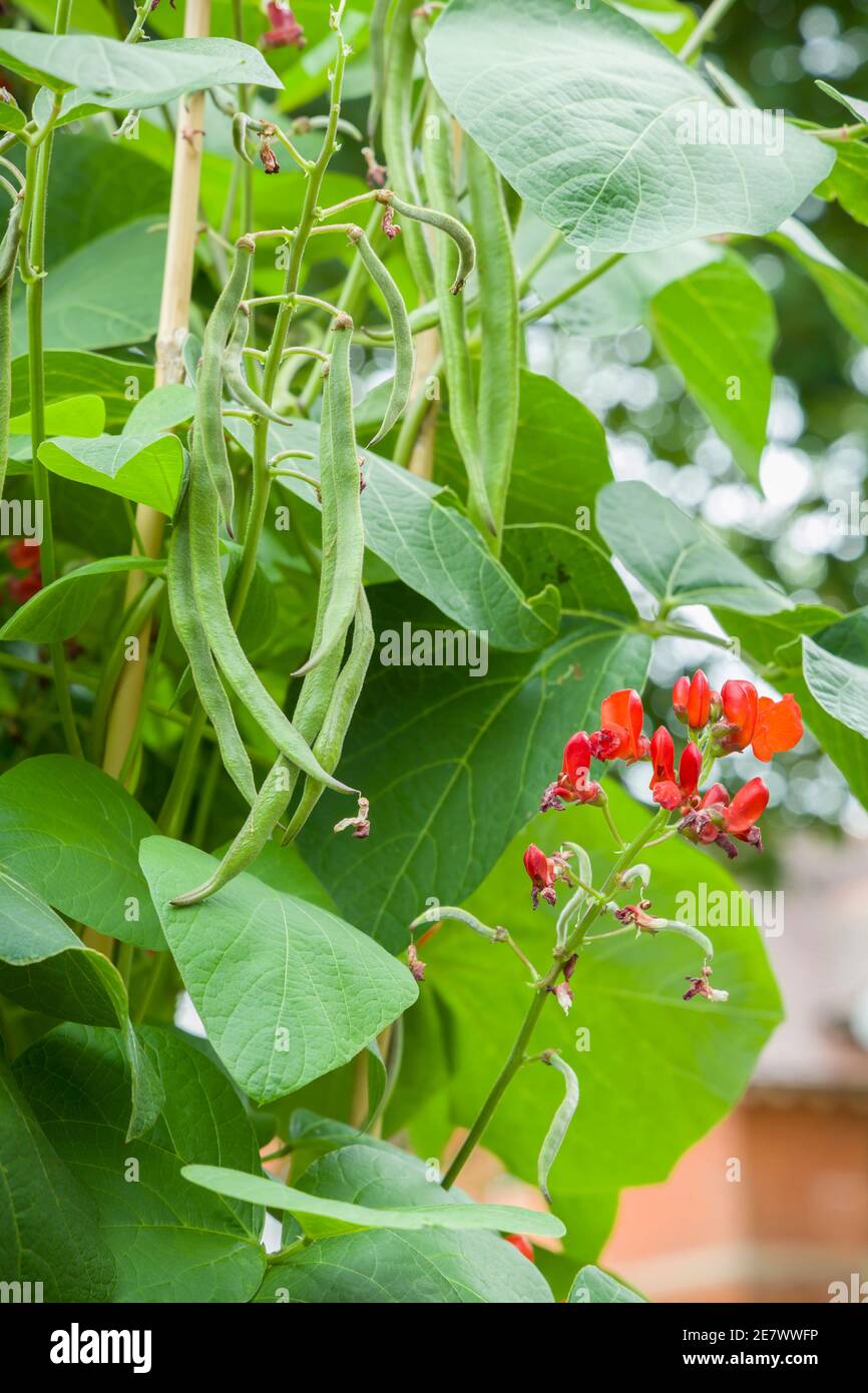 Runner Bohne Pflanze, Phaseolus coccineus, wächst mit Bohnen und Blume in einem Gemüsegarten, UK Garten Stockfoto