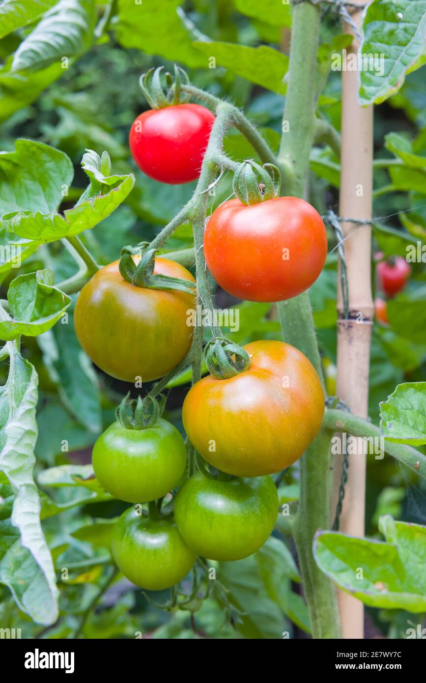 Cordon (unbestimmt) Tomaten reifen auf der Rebe, wächst in einem Garten in England, Großbritannien Stockfoto