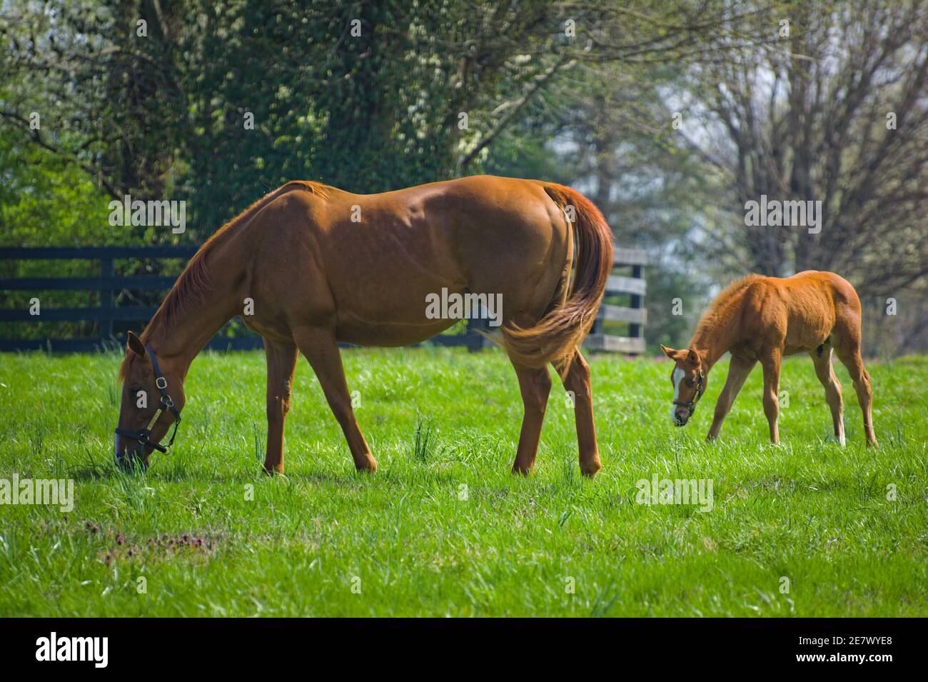 Stute und Fohlen in Kentucky Stockfoto