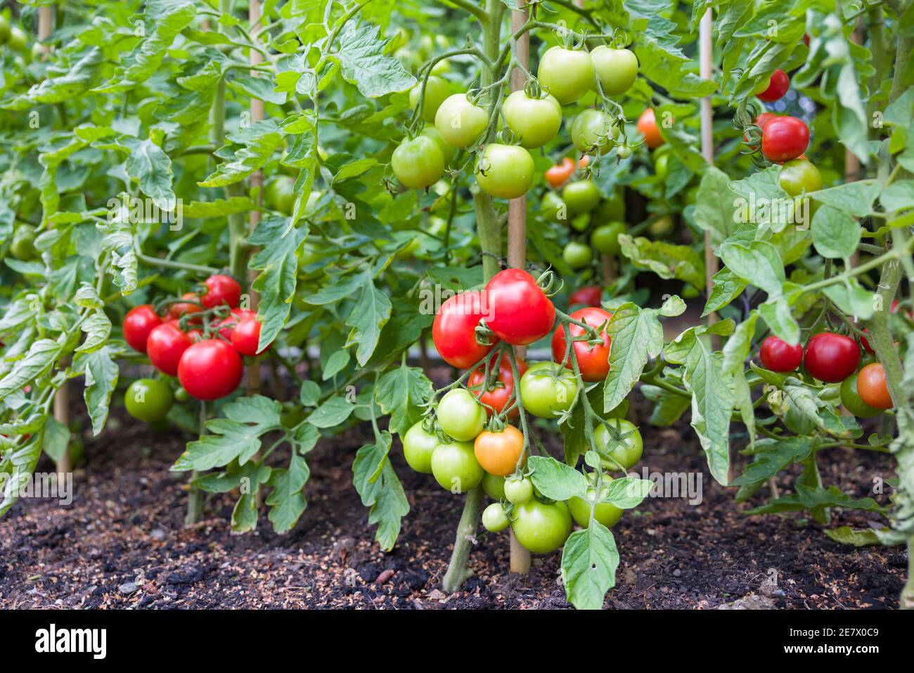 Unbestimmte (Cordon) Tomatenpflanzen wachsen außerhalb in einem englischen Garten, Großbritannien Stockfoto