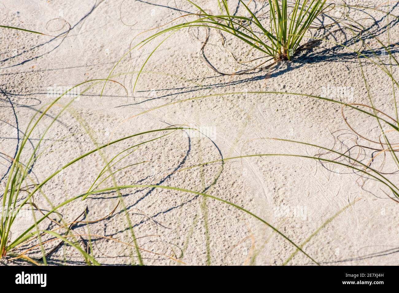 Seegras wird strategisch in Sanddünen gepflanzt, um die Erosion des Strandes zu verhindern. Stockfoto
