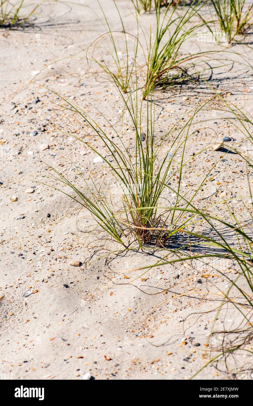 Seegras wird strategisch in Sanddünen gepflanzt, um die Erosion des Strandes zu verhindern. Stockfoto