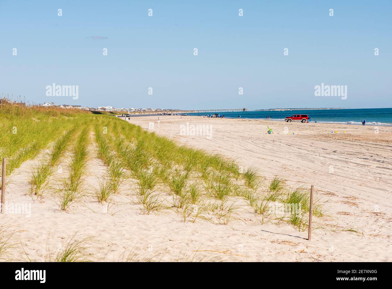 Seegras wird strategisch in Sanddünen gepflanzt, um die Erosion des Strandes zu verhindern. Stockfoto